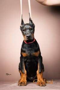 Doberman štenci
