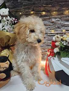 Dve vesele mini pudle apricot  - dečak I devojčica