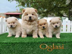 Cau cau Chow chow stenad najlepsi pokon