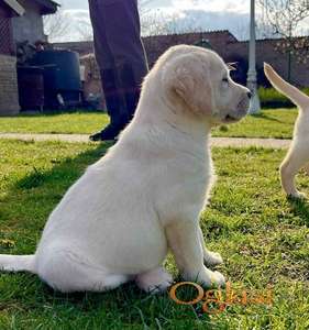 Labrador retriver štenci