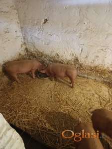 Prasići i tovljenici na prodaju!