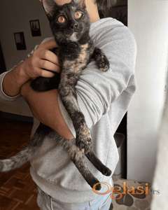 Mace staro 6 meseci, na poklon