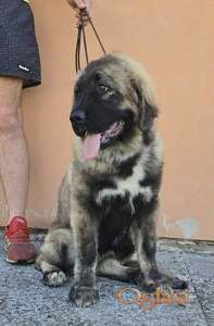 Kavkaski ovčar vrhunski štenci