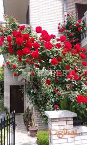 Retko u ponudi,  izvanredna kuća 560m2, 650m2 plac, Pantelejska crkva