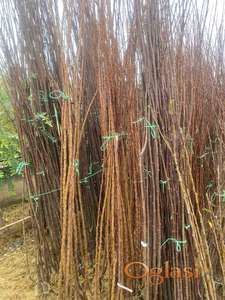 Sadnice voća( sljiva,loza,dunja,jabuka,kruska,tresnja,visnja)