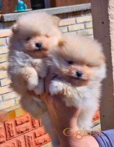 Najlepsi Pomeranci Boo samo u Pom_Hash_Starsu