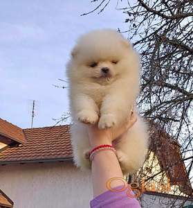 Pomeranac Boo