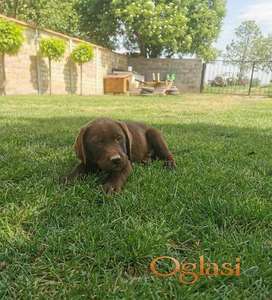 Čokoladni labrador