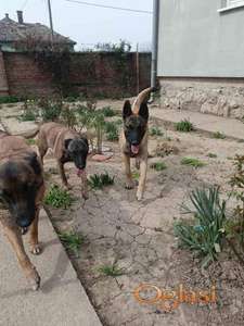 Belgijski ovčar MALINOA štenci