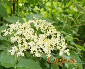 Domaći sirup od zove