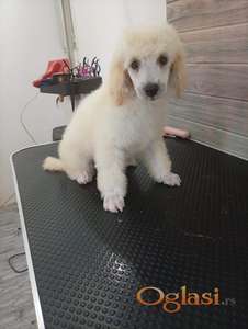 Mini pudla