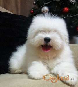 Coton de Tulear stenci