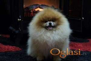 Pomeranski špic,Pomeranac,Pomeranian,Boo štenci