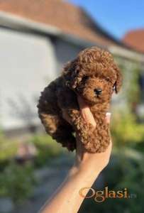 Stenci toy i mini pudle vrhunske genetike