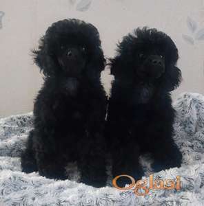 TOY PUDLE STENCI IZUZETNO MALOG RASTA