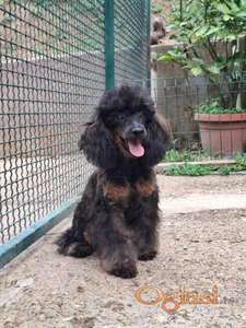 Pudla fantom braon mužjak