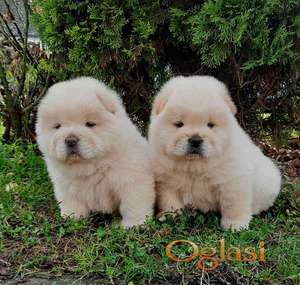 Chow chow