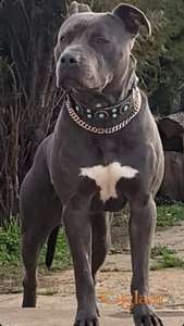 Dostupan muzjak pit bull blue nose za paranje