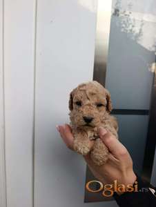 Mini pudla