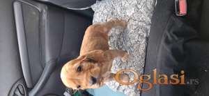 Koker Spanijel stenci