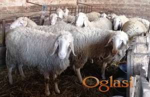 Prodajem 3 ovce sa po 2 jagnjeta i 5 bremenitih ovaca