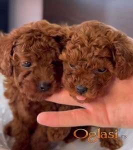 Najmanje pudle, od najlepsih roditelja u Evropi