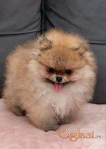 Pomeranac PRELEPI štenci