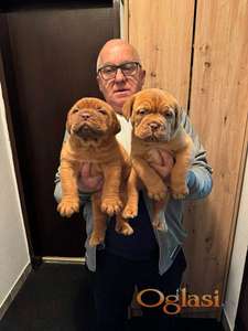 Bordoska Doga (Dogue de Bordeaux) prelepi stenci