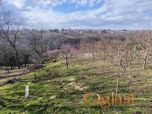 Voćnjak u rodu – Beli vrh, Čortanovci – 7 ari