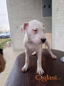 Dogo Argentino štenci