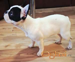 Francuski Buldog prelepo štene