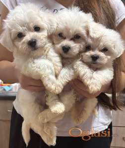 prelepi Bišon kovrdžavi štenci ❤️ Rođeni 05.11.2025