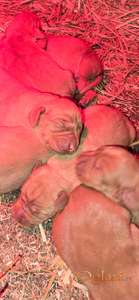 Mađarska vižla kratkodlaka