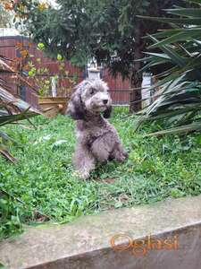 Silver pudla mini mužjak