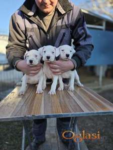 Dogo   Argentino  štenci