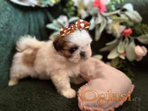 Prelepi Shih Tzu štenci iz registrovane FCI/KSS odgajivačnice