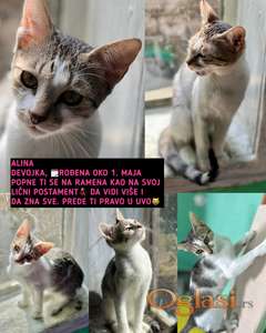 Mačići traže dom!