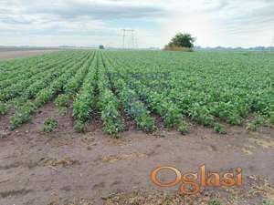 Poljoprivredno zemljiše na lepoj i pristupačnoj poziciji.