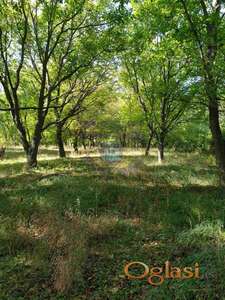 Veliki plac na kojem se nalazi 250 stabala oraha starih 40 godina.