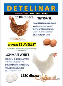 Prodaja nosilja – hibridi za jaja TETRA‑SL i LOHMAN WHITE.