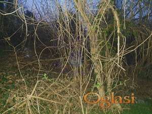 Plac od 1109m2 na Glavici