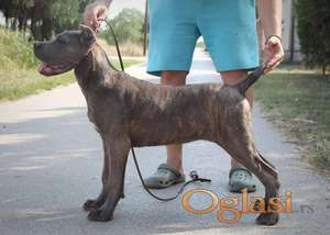 Cane Corso štenci