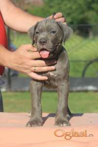Cane Corso štenci