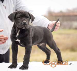 Cane Corso štenci