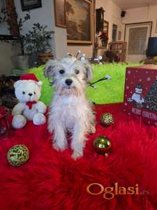 Ženka gold patuljastog šnaucera