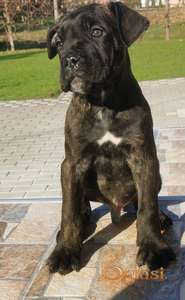 Cane Corso Kane Korso TOP KVALITET