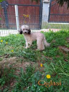 Toy pudla silver-krem ženka