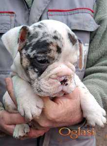 Engleski buldog