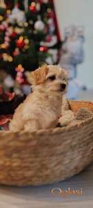 Havanski bišon, Havanezer štenci