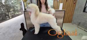 Velika pudla / standard poodle